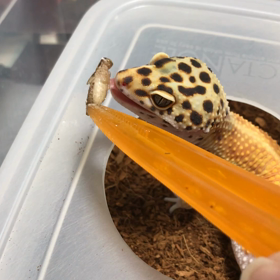 食欲継続中〜！(ボタちゃん)の画像