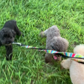 8月14日15わんこと1時間遠足  代々木公園の画像