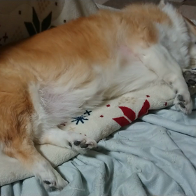 応援じゃない！！の画像