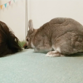 うさぎの毛づくろい。毛繕いしてくれる様子。の画像