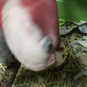 デッカいのにの画像