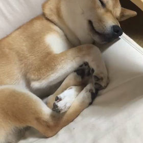 柴犬シュンちゃんとの生活 13 お昼寝中起こしてみたら…の画像