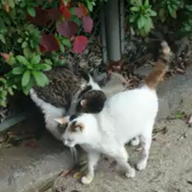 しらゆきちゃん動画シリーズ：なつかし編の画像