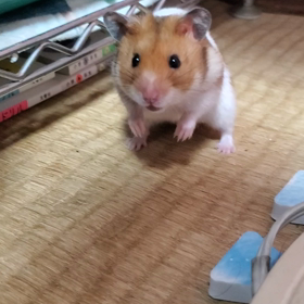 ハムスター(凛)の画像