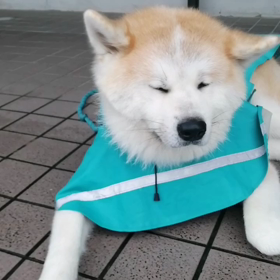 今朝は☔❓カッパを二人❓とも着込んで散歩出発。でもでも☔止んだ。ラッキーでした。未来丸の画像