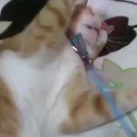 お口ぱくぱくの画像