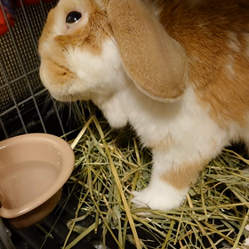 エンセファリトゾーン脳炎３０日、３１日目記録用の画像