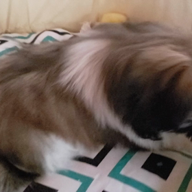 綺麗になりましたか？の画像