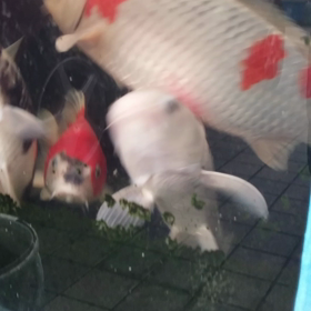 復活で～すｗの画像