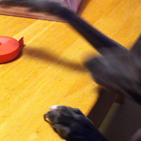 イタグレ 届きそうで届かないものの画像