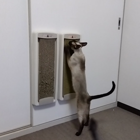 ガリガリとの画像