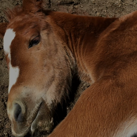 頑張れローラの画像