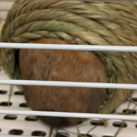 2うさにかまくらを与えた結果の画像