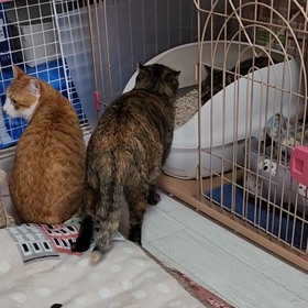 マムちゃんはじめての画像