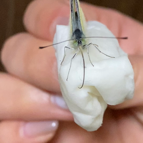 モンシロチョウの観察の画像