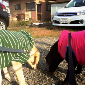 ロッちゃん、大好き。ありがと。またね。の画像