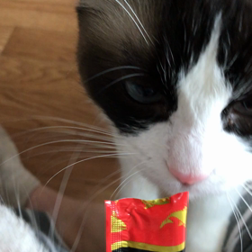 猫ちゃん大好きちゅーるの画像