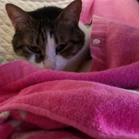 コロナに罹ったら遺書！デールありがとう。の画像