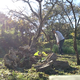 いつかはテンプラの画像