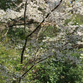 4/8週の出演情報ですの画像