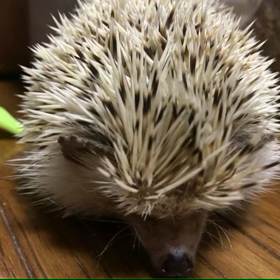 76日目ちょっと不機嫌の画像