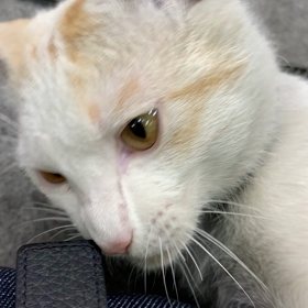 またまたライトくん(=^ェ^=)動画の画像