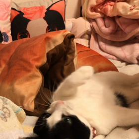 遊んでいただきましたの画像