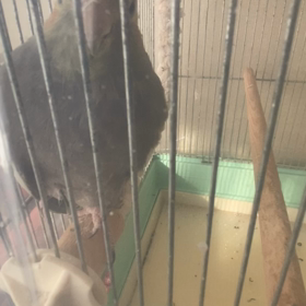 最近ギスってます！の画像