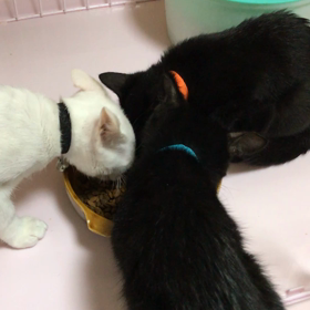 モグモグタイム！の画像