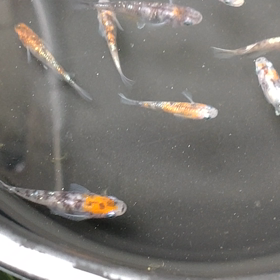 紅凛ちゃんスイッチON☝️の画像