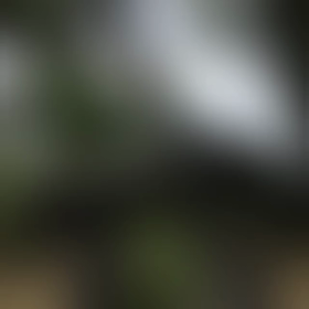 旧吉田茂邸に遊ぶ 昨日の想い出②の画像