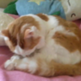 本日の獅子丸♪の画像