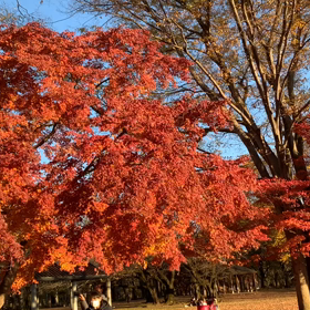 12月17日10わんこと2時間遠足　代々木公園表参道の画像