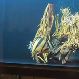 先日ご成約頂いたシャムタイガー動画頂きました！！の画像