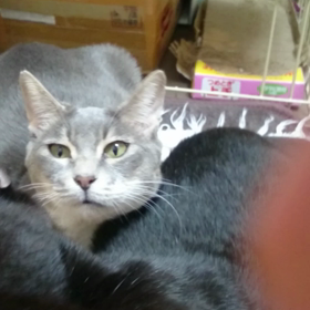 めんめ 、まもちゃん 動画♪の画像