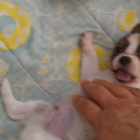 新しい家族が増えましたの画像