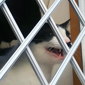 懐かしい声(=^・^=)の画像