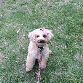 ポプリの動画 その2の画像