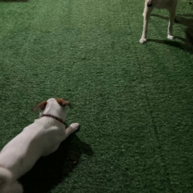 今日もナイター営業です（´-`）.｡oOの画像