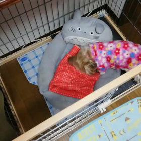 ♡ベッドメイキング♡可愛いがんばりやさんなひまわりちゃんはAngels'T...の画像