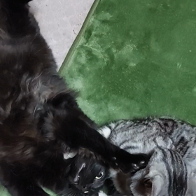 寝る前のプロレスの画像