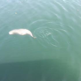 イルカかい？の画像