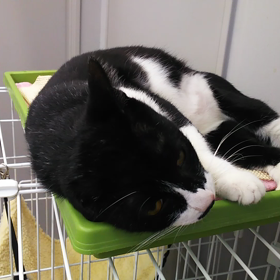 今日の愛護センターとKINGの画像