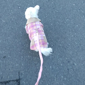 モコの体調の画像