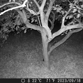 すぎぴたんの事件簿シーズン3　394話（バイキング柿に来店！！ハクビシン）の画像