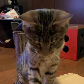 ニャーいやー！の画像