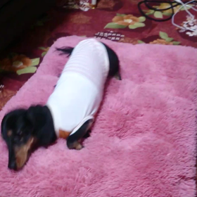 ゴロスリ～の画像