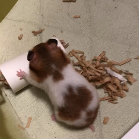 セラちゃん夢中ですの画像