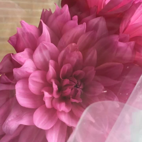 明後日9／17。ZUMBAやります。の画像