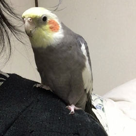 ”今日のぴっぴ19”の画像